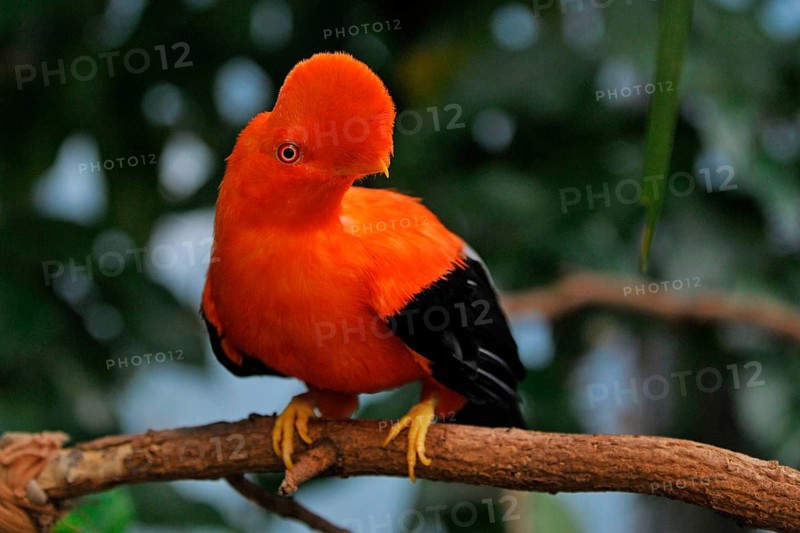 Andean Rock Cock
