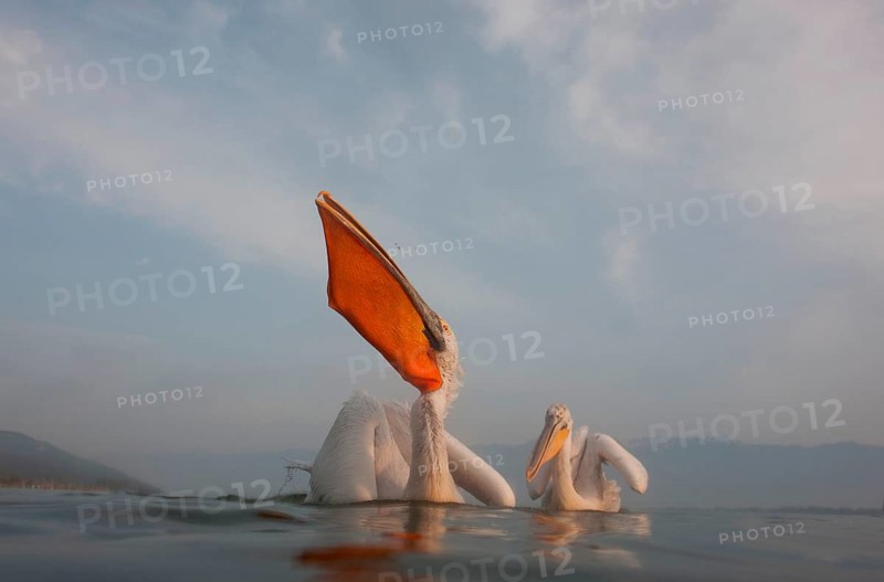 Dalmatian Pelicans