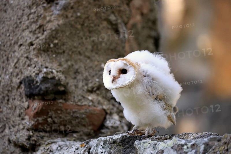 Barn Owl