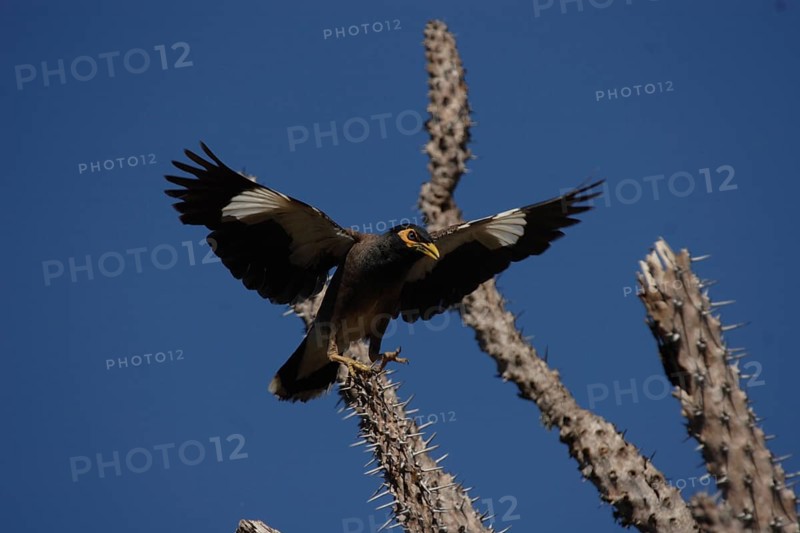 Common Myna