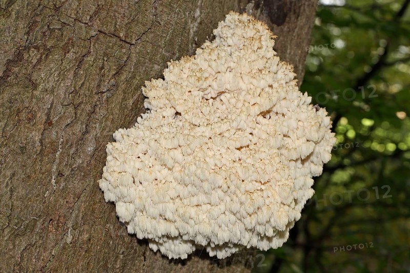 Prickly Beech Beard