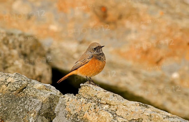 Eastern Black Redstart