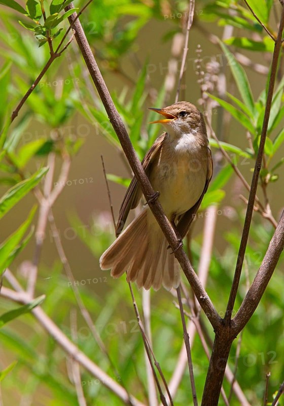 Western Olivaceous Warbler