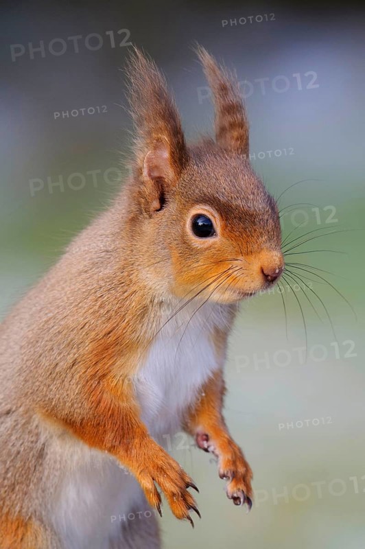 Eurasian red eurasian red squirrel
