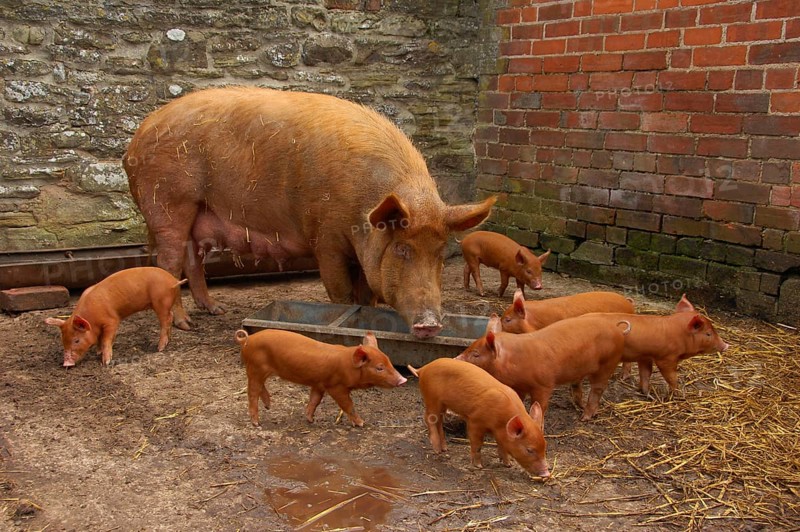 Domestic pig