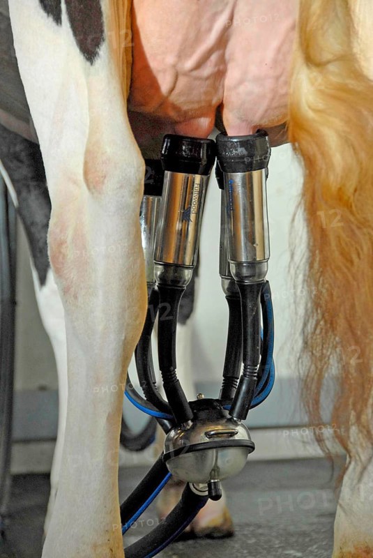 Dairy farming
