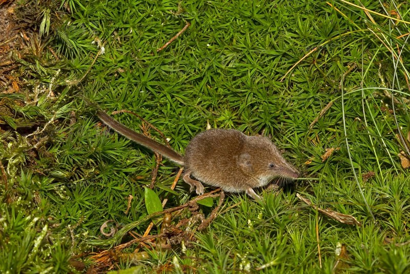 Eurasian pygmy shrew