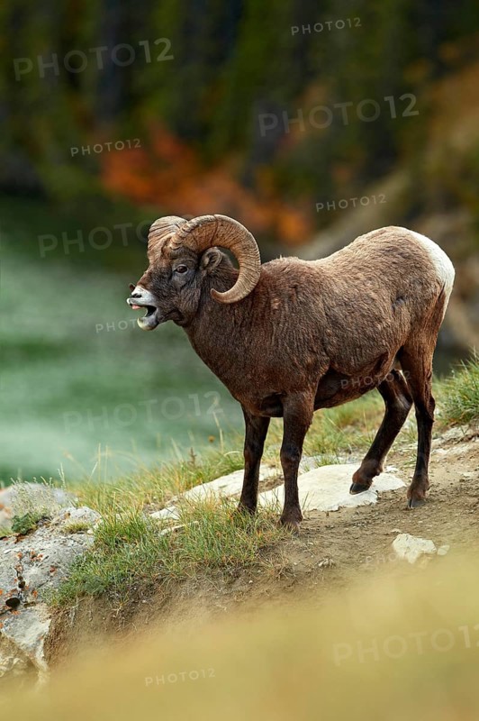 Bighorn sheep