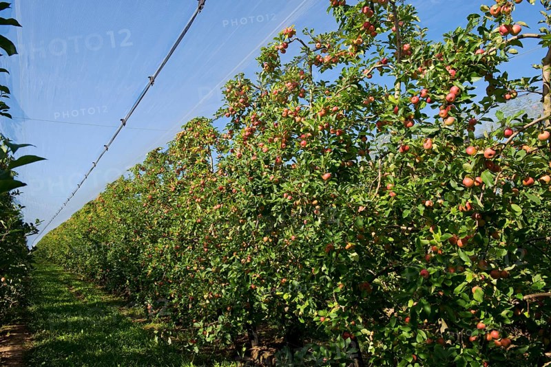 Heavily fruiting ripe cordon apples on the trees under shade nets near Sainte-Foy-la-Grande