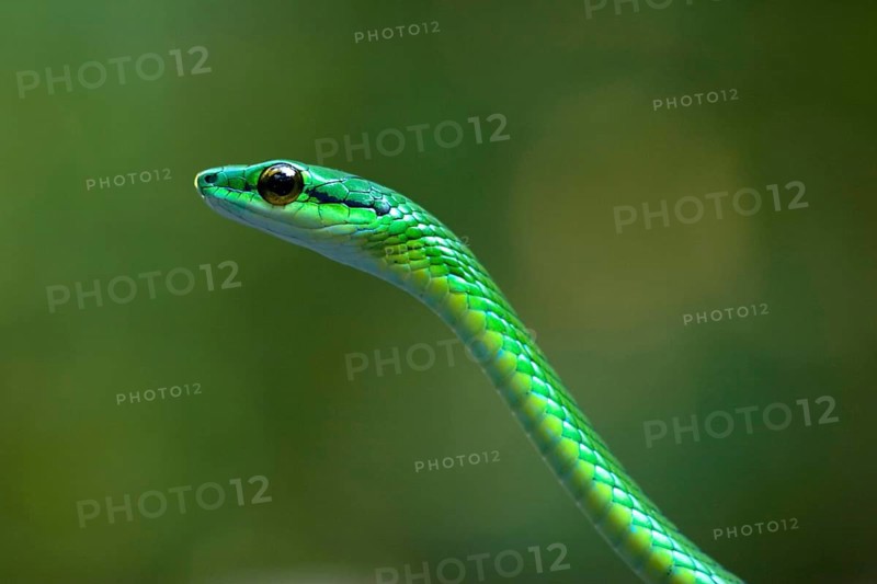 Viper