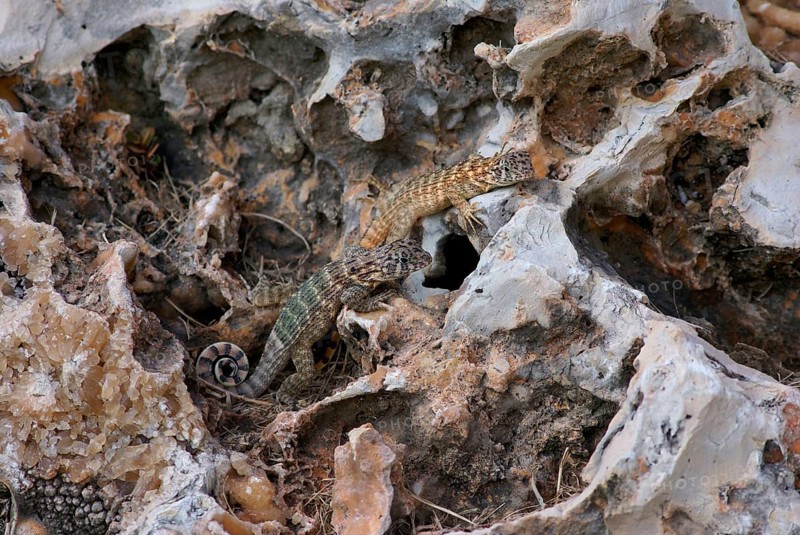 Cuban Brown Curly-tailed Lizard