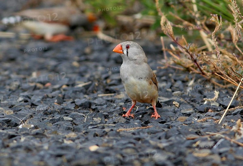 Zebra finch