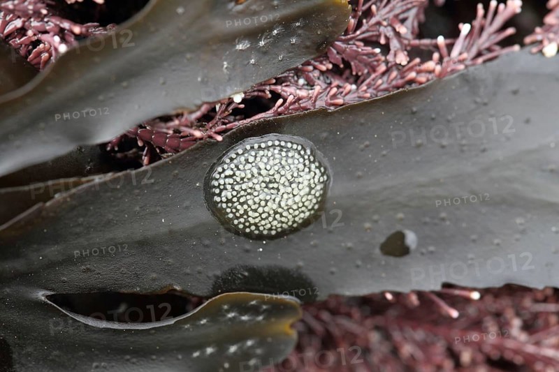 Flat periwinkles