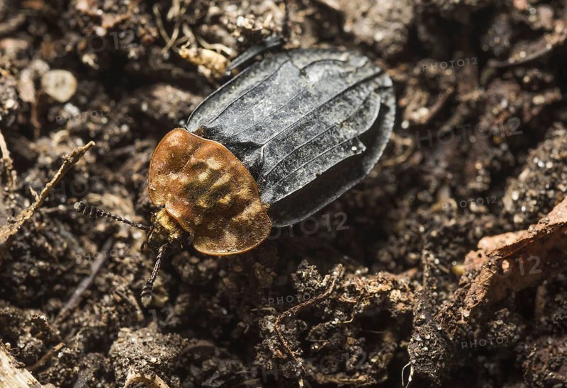 Red-breasted Carrion Beetle