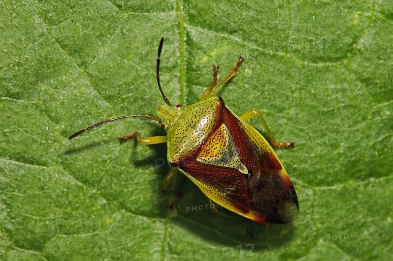 Variegated Leaf bow