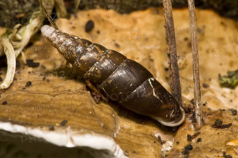 Smooth Closing Mouth Snail
