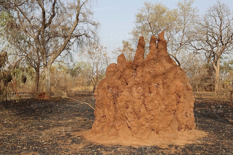 Termite