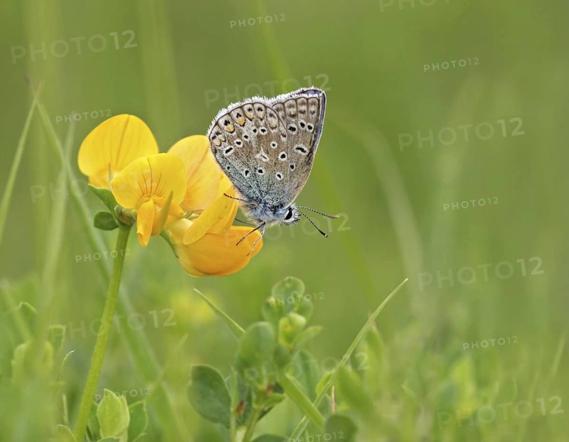 Common Blue