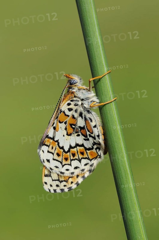 Plantain Fritillary