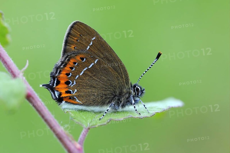 Gossamer winged butterfly