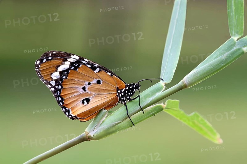 Small Monarchnic Monarch