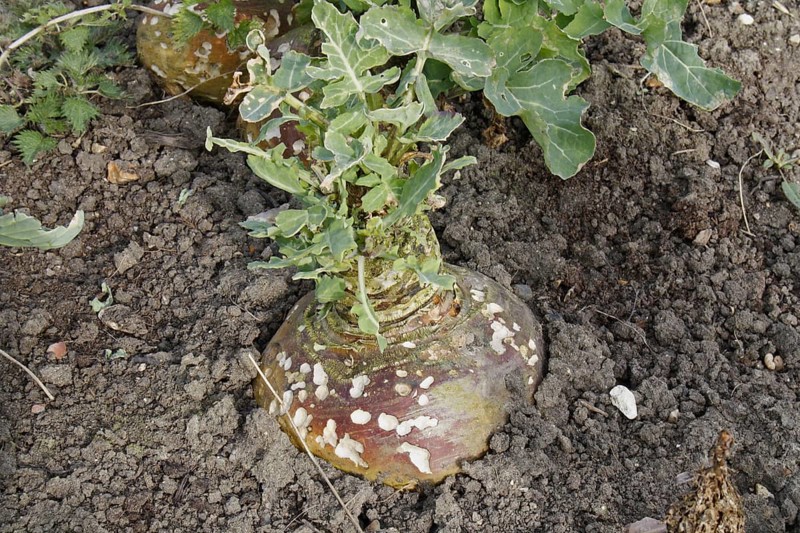 Napus napobrassica