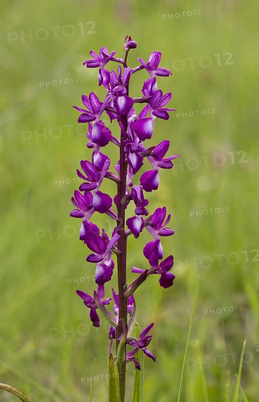 Loose-flowered Orchid