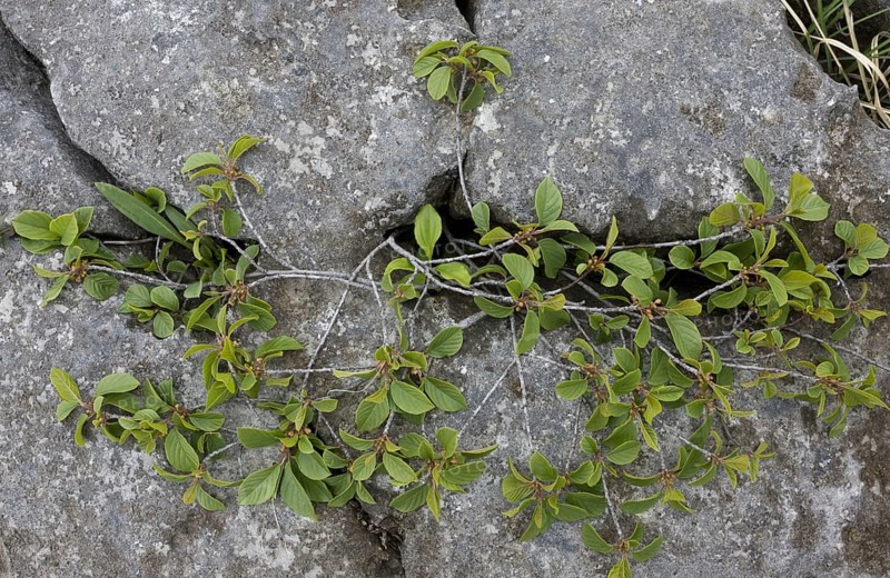 Alder buckthorn
