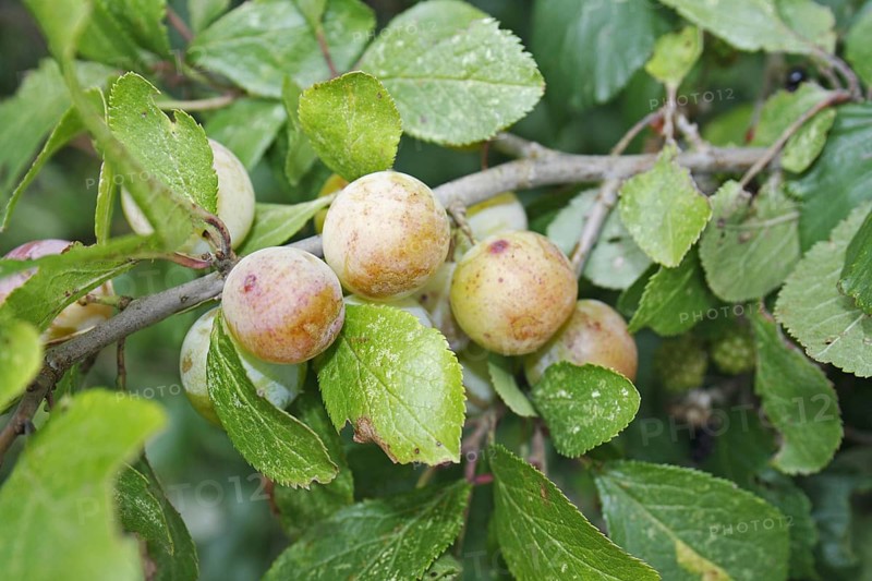 Greengage