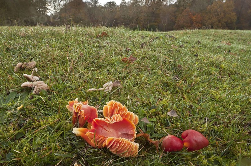 Scarlet Waxcap