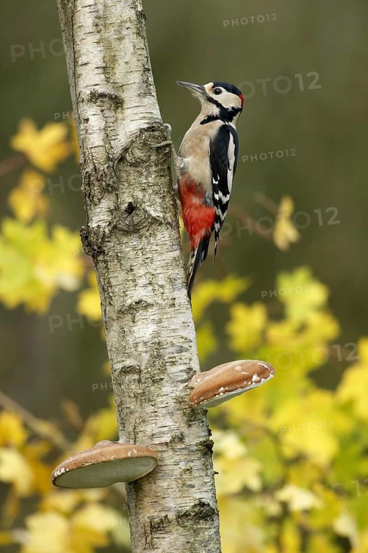 Great Spotted Woodpecker