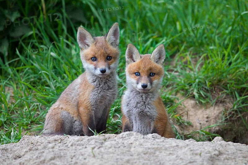 Two cute red fox