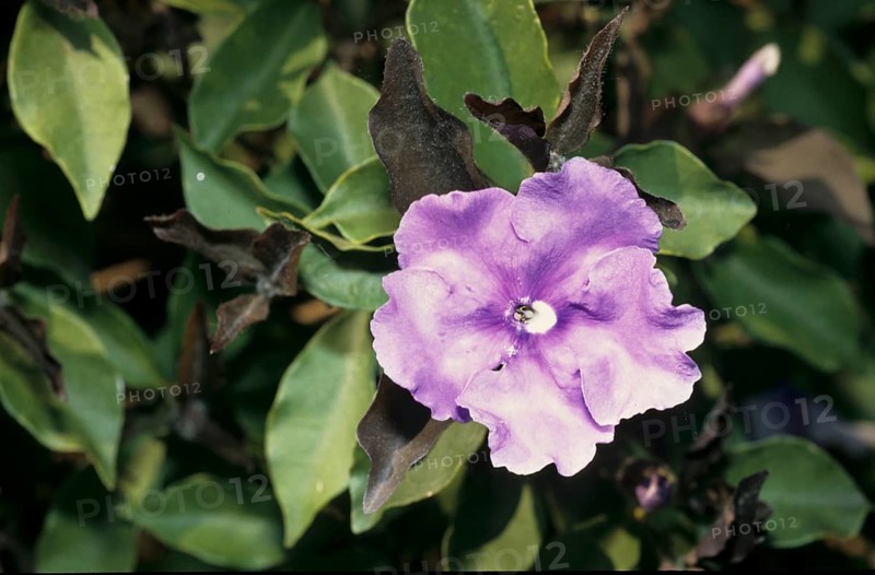 Manac Brunfelsia