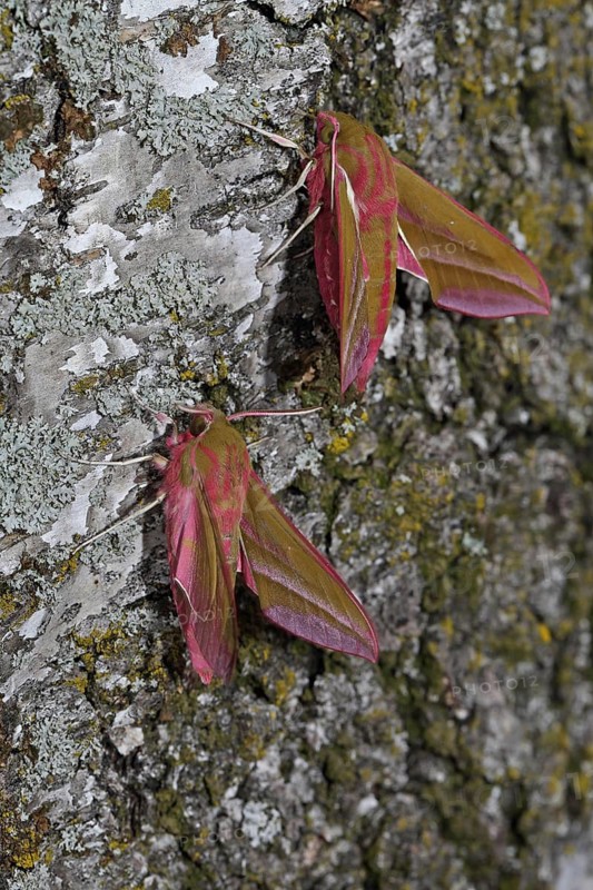 Elephant hawk-moth