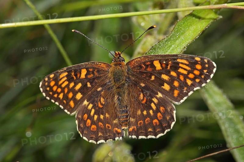 Quail Wheat Fritillary