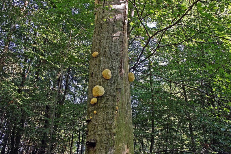 Prickly Beech Beard