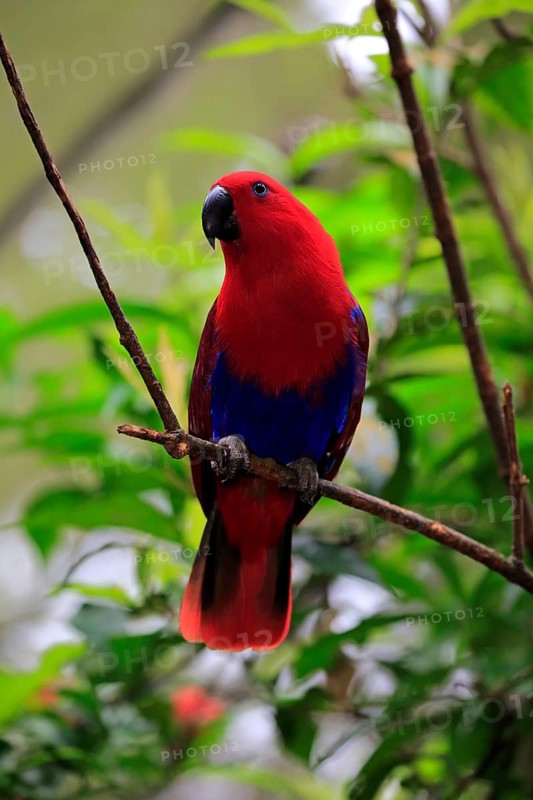 Eclectus parrot