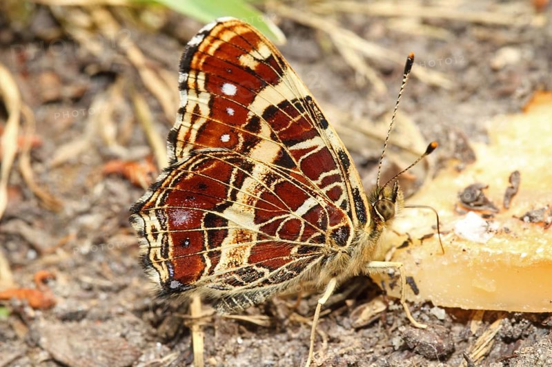 Landaertchen