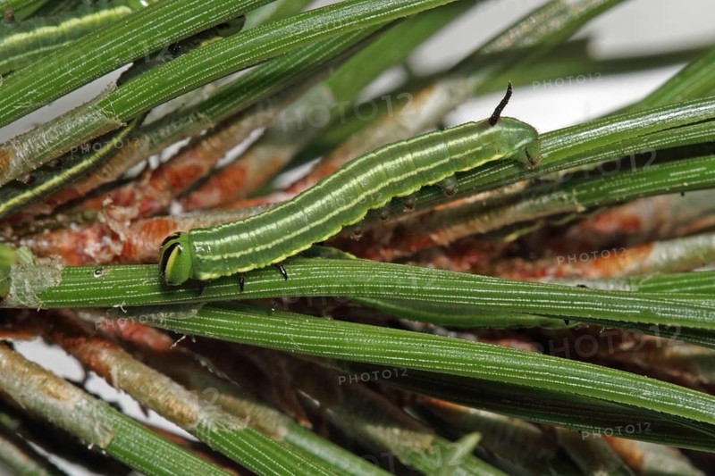 Pine Hawk Moth