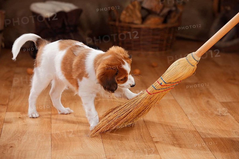 Kooikerhondje
