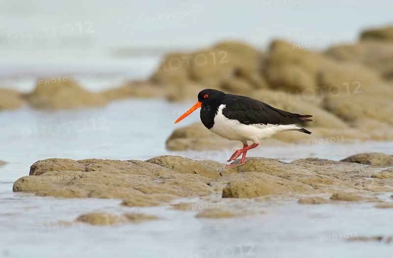 South island oystercatcher