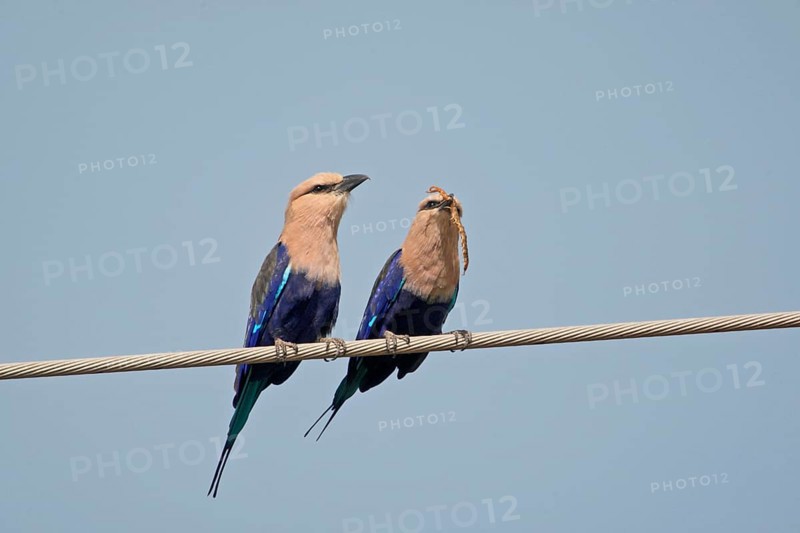Blue-bellied roller