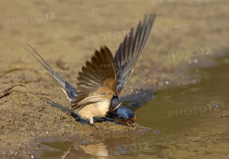 Barn Swallow