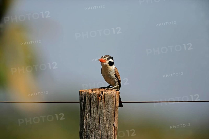 White-eared Puffbird