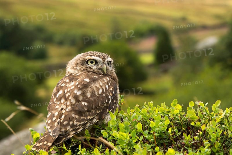 Little Owl
