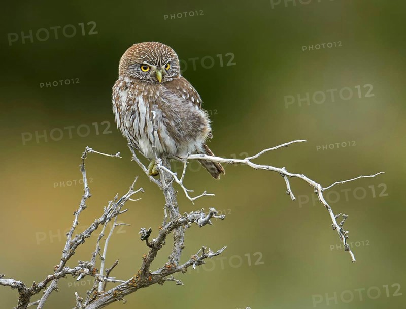 Austral Pygmy-owl