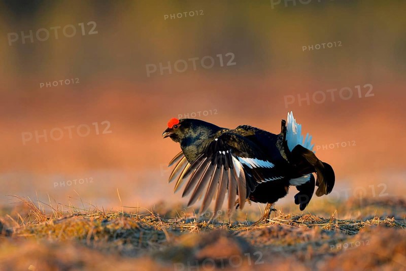 Black Grouse
