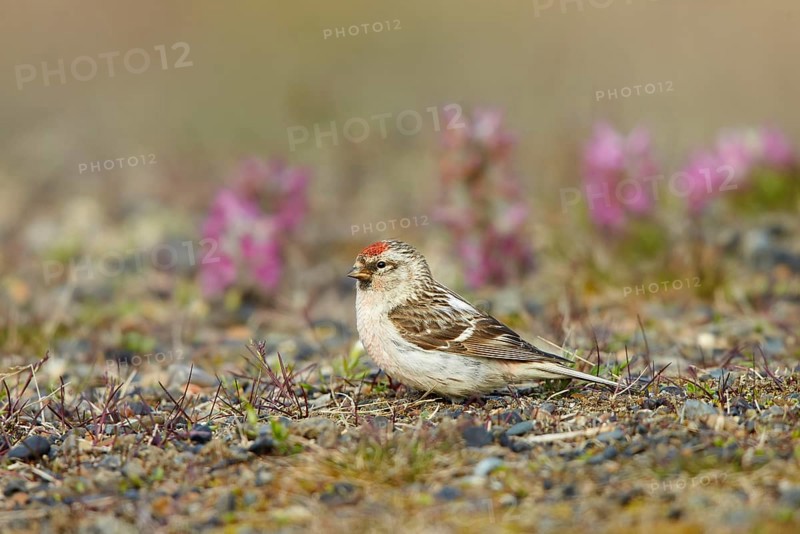Arctic Redpoll