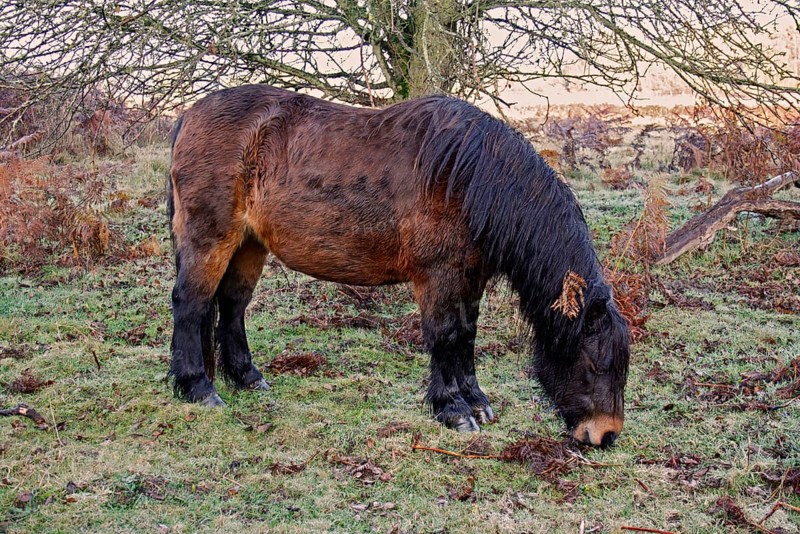 Horse