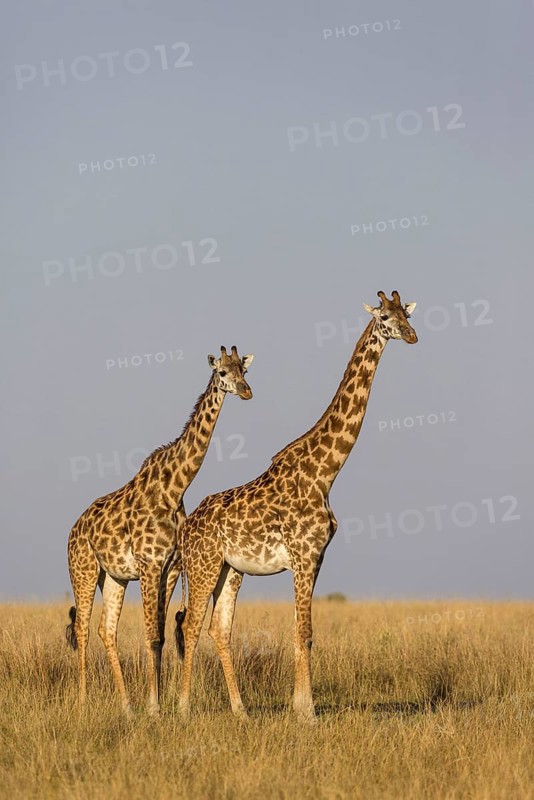 Masai giraffe